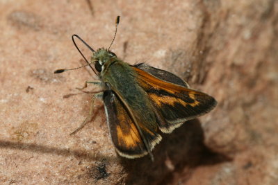 Morrison's Skipper (Stinga morrisoni)