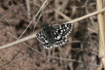 Mountain Checkered-Skipper (Pyrgus xanthus)