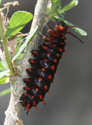 Pipevine Swallowtail (Battus philenor) - larva