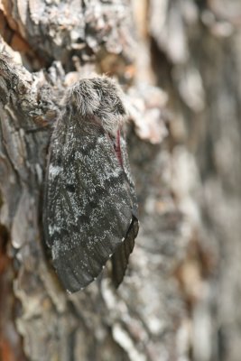 Doris' Pinemoth (Coloradia doris) - female