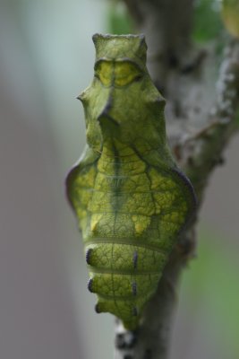 Pipevine Swallowtail (Battus philenor)  pupa