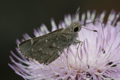 Sheep Skipper (Atrytonopsis edwardsii)