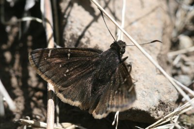 Mexican Cloudywing (Thorybes mexicana)