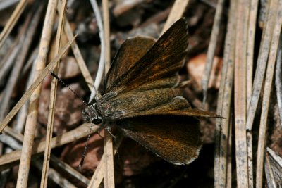 Bronze Roadside-Skipper (Amblyscirtes aenus aenus)