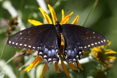 Bairds Swallowtail (Papilio machaon bairdii) - female
