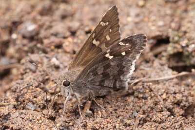 Acacia Skipper (Cogia hippalus hippalus)