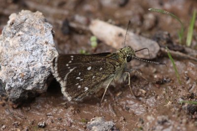 Elissa Roadside-Skipper (Amblyscirtes elissa arizonae)