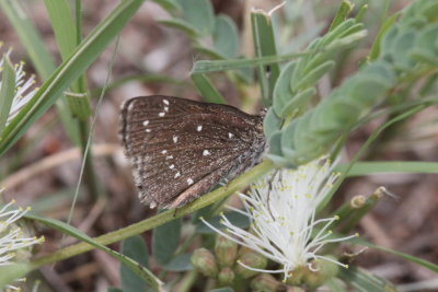 Large Roadside-Skipper (Amblyscirtes exoteria)