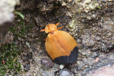 Arizona Net-winged Beetle (Lycus arizonensis)