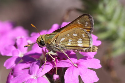 Pahaska Skipper (Hesperia pahaska)