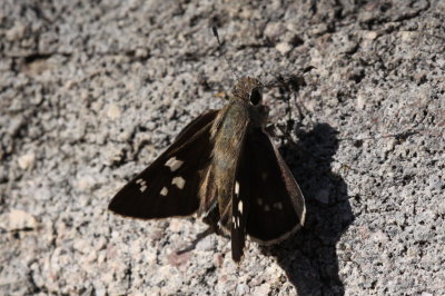 Sheep Skipper (Atrytonpsis edwardsii)