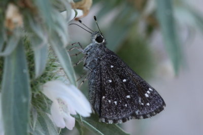 Large Roadside-Skipper (Amblyscirtes exoteria)