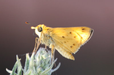 Fiery Skipper (Hylephila phyleus)