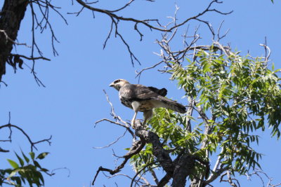 Gray Hawk (Buteo nitidus) - juvenal