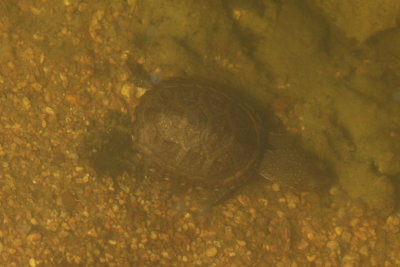 Sonora Mud Turtle (Kinosternon sonoriense)