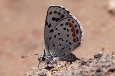 g1/01/566101/3/116620621.FnHnPmr4.jpg