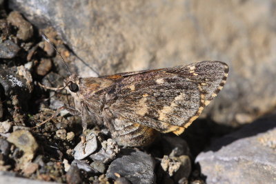 Bauers Giant Skipper (Agathymus baueri)