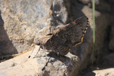 Bauers Giant-Skipper (Agathymus baueri baueri)