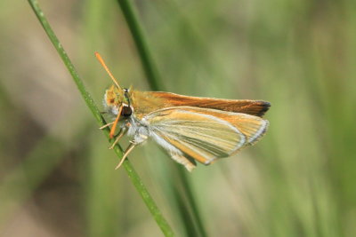 Garita Skipperling (Oarisma garita)