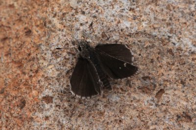 Nysa Roadside-Skipper (Amblyscirtes nysa)