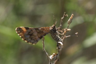 sumkinda moth