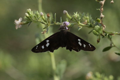 Hammock Skipper (Polygonus leo)