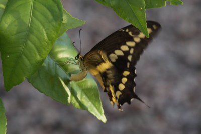 Giant Swallowtail (Papilio cresphontes) - oviposting