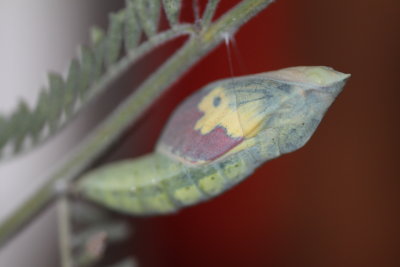 Southern Dogface (Zerene cesonia) - pupa