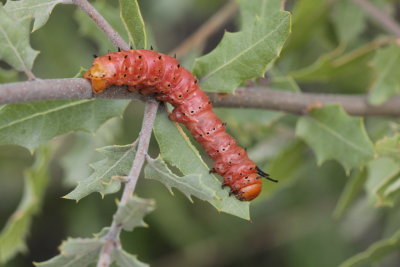 Oslar's Oakworm Moth (Anisota oslari) - larva