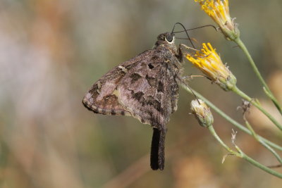 Dorantes Longtail (Urbanus dorantes)