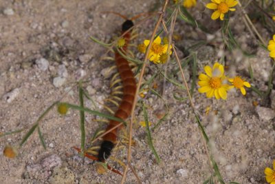 Arizona Giant Centipede (Scolopendra heros arizonensis)