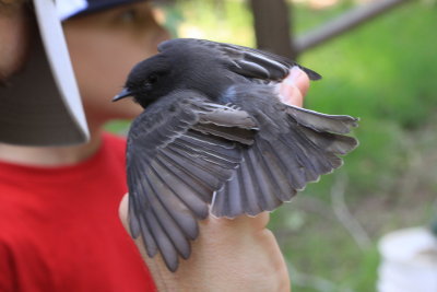 Black Phoebe