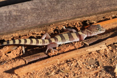 Banded Gecko