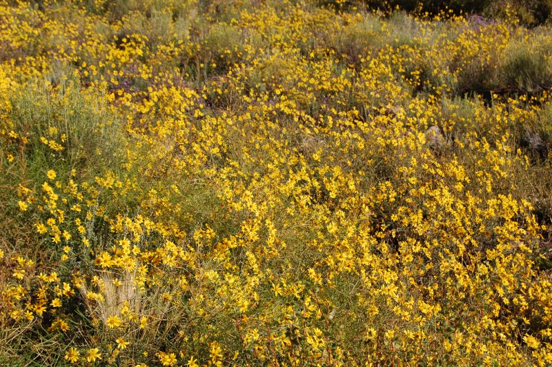 Yellow Flowers