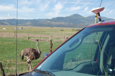 Ostrich and GPS antenna
