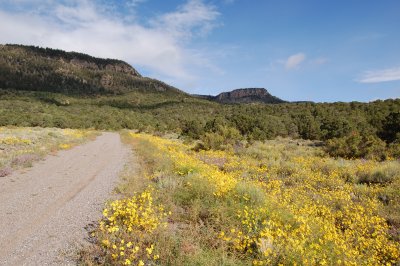 Yellow Flowers and Dirt Road