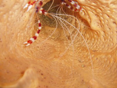 shrimp in a sponge