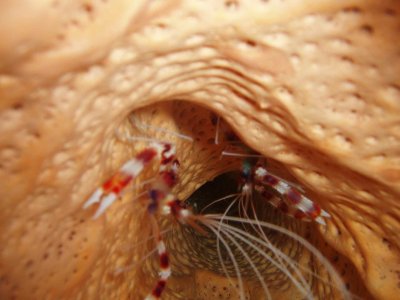 shrimp in a sponge