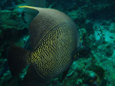 French Angelfish