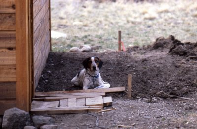Leroy checking out the new flower bed