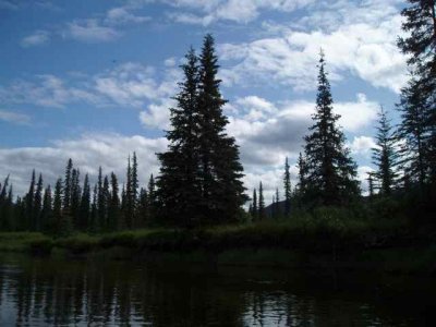 Black Spruce