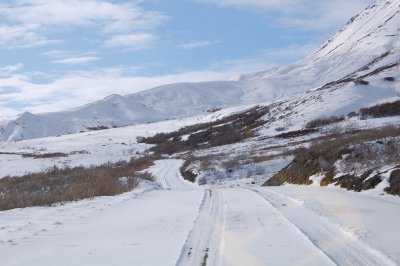Park road west of Toklat towards Highway Pass
