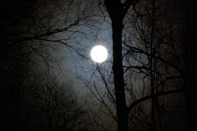 full moon through the birch trees.jpg