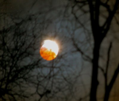 lunar eclipse hand held camera through the birch trees.jpg