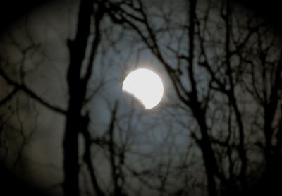 lunar eclipse through the birch trees_1.jpg