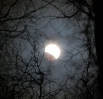 lunar eclipse through the birch trees_2.jpg