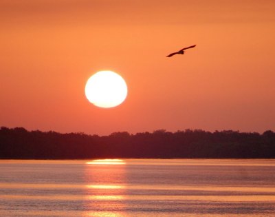 sunrise bird
