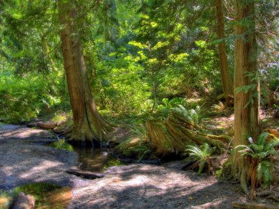 Deep woods walk at Royal Roads University, Victoria BC