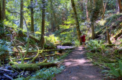 Deep woods walk at Royal Roads University, Victoria BC