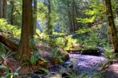 Deep woods walk at Royal Roads University, Victoria BC